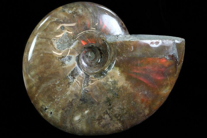 Flashy Red Iridescent Ammonite - Wide #81838